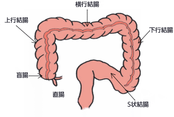 図：大腸がんの好発部位