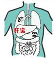 図：人体における肝臓の位置