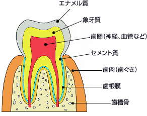 図：歯の構造